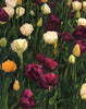 You Are A Romantic Notion - The Art of Katherine Jeans